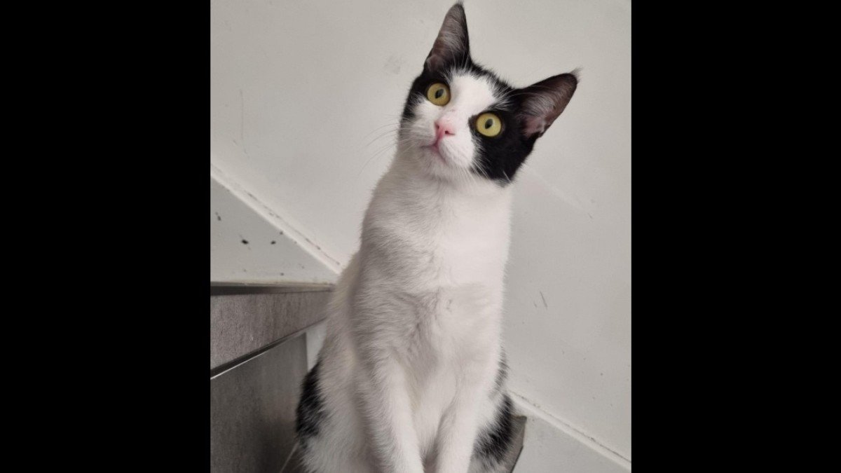 Gracie
