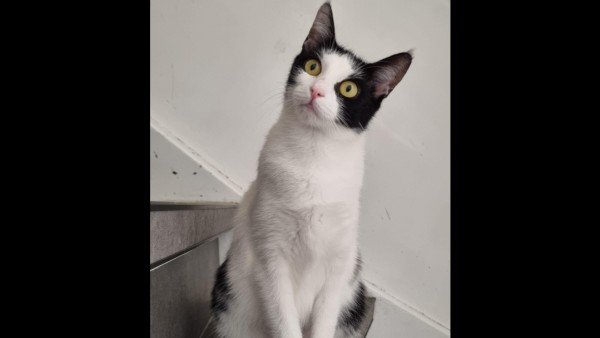 Gracie