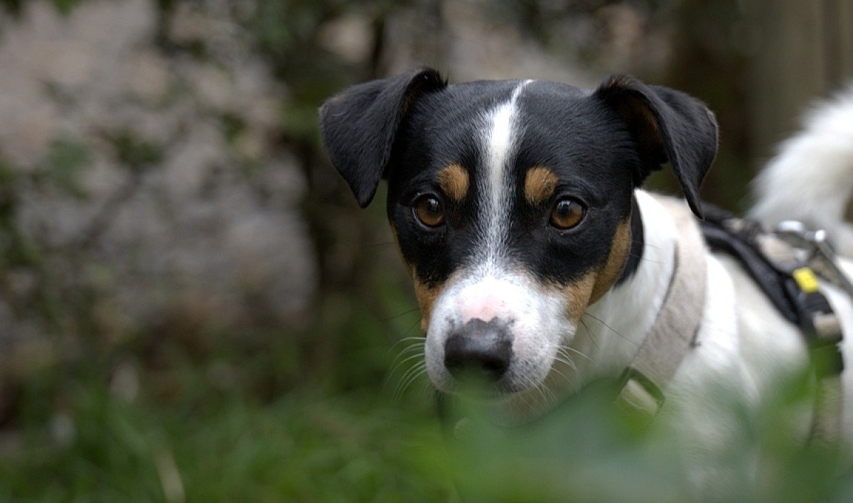 Sam