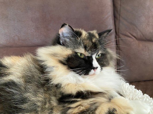 Twixi