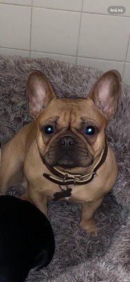 Milou