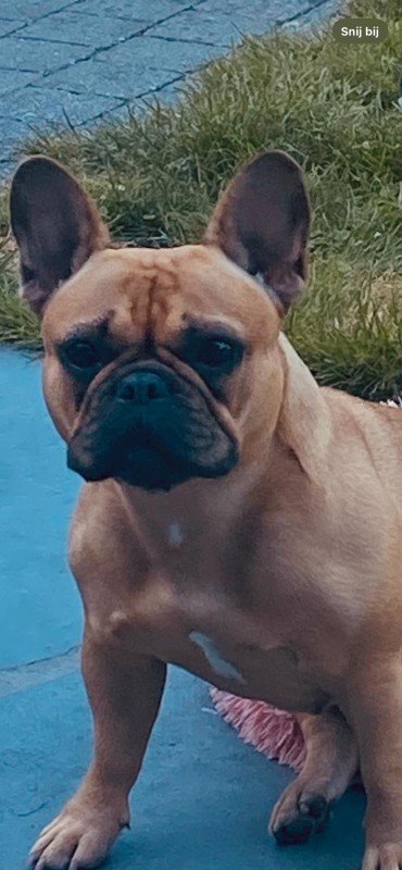 Milou