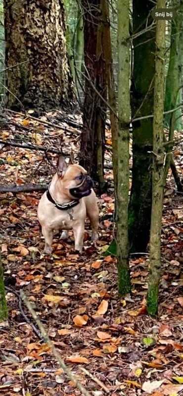 Milou