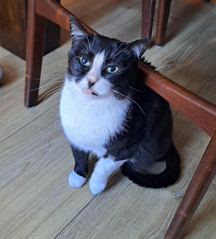 Felix