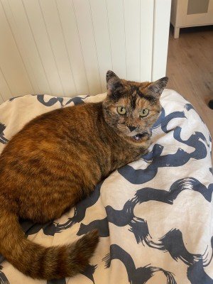 Pippa