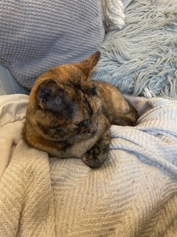 Pippa