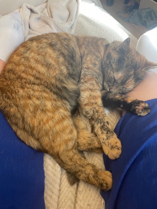 Pippa