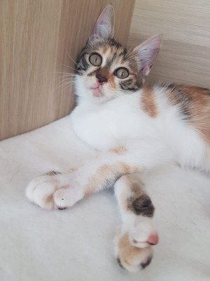 Jaina