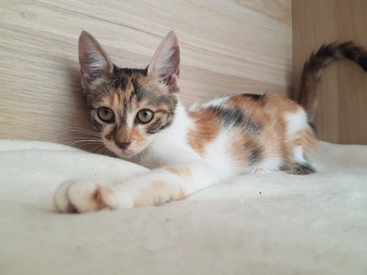 Jaina