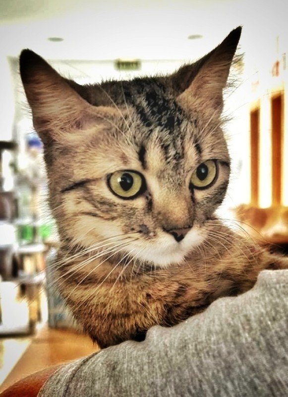 Silvie