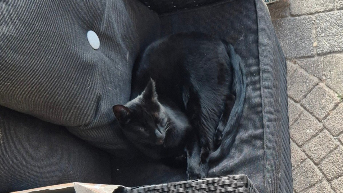 T-Challa
