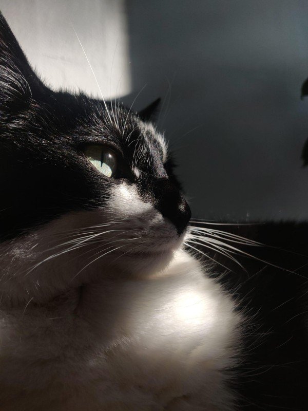 Evie