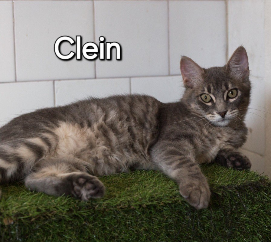 Clein