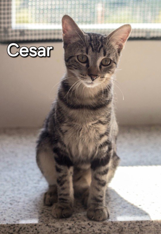 Cesar
