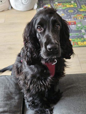 Pip