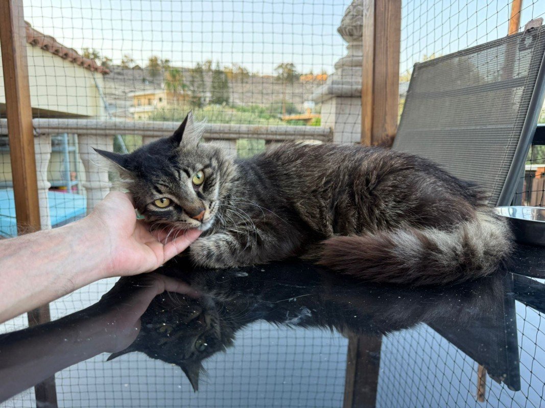 Prince