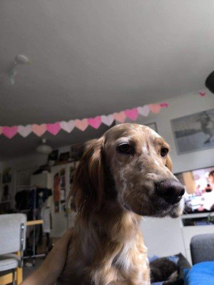 Peanut