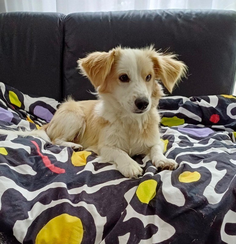 Milo