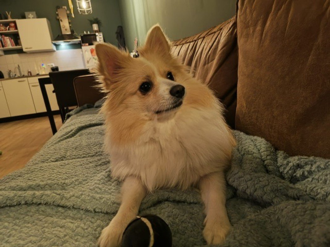 Bella