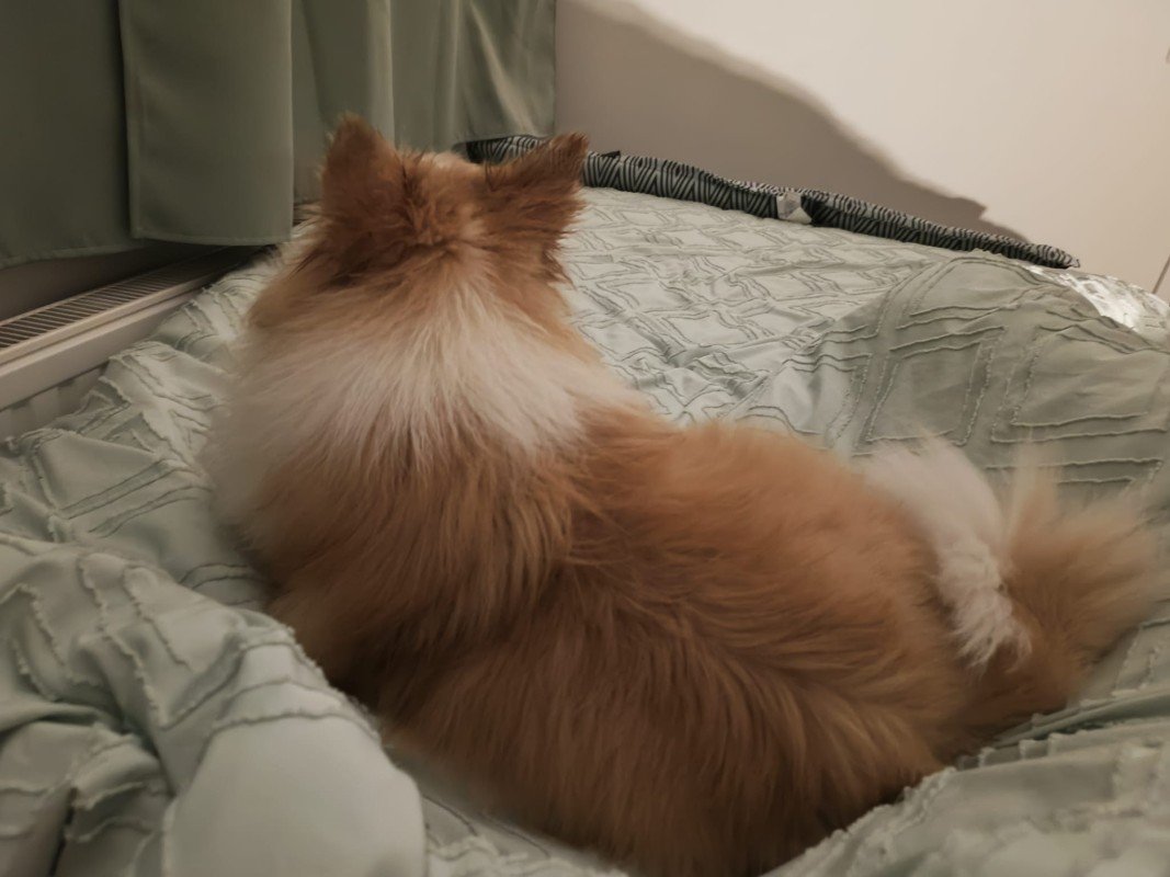 Bella