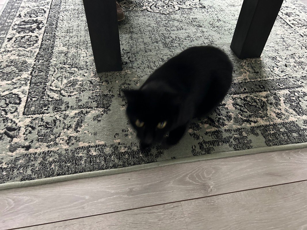 Tommie