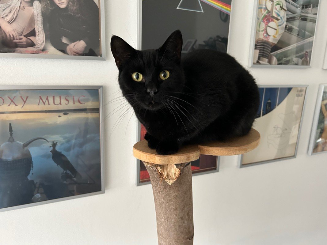 Tommie