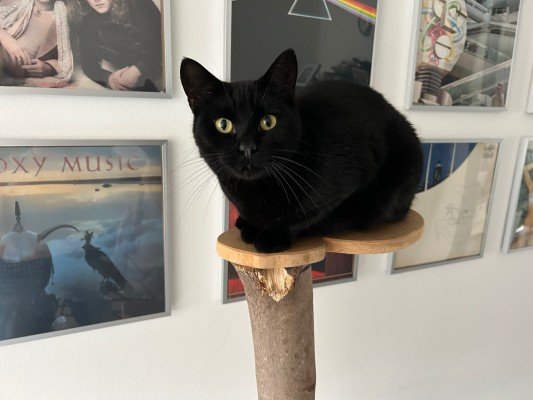 Tommie