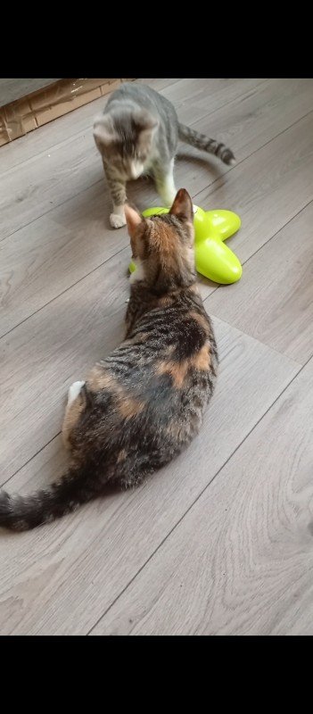 Jade
