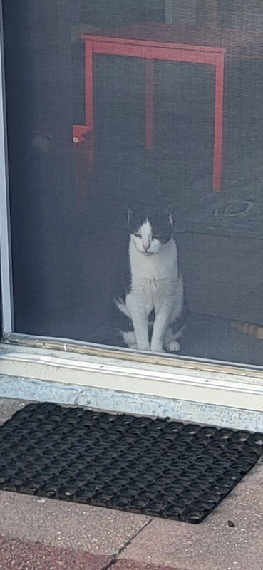 Oreo