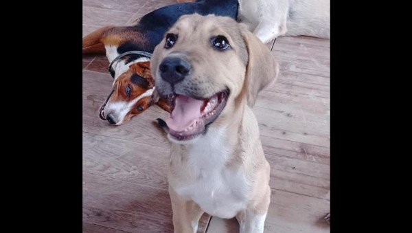 Sammy