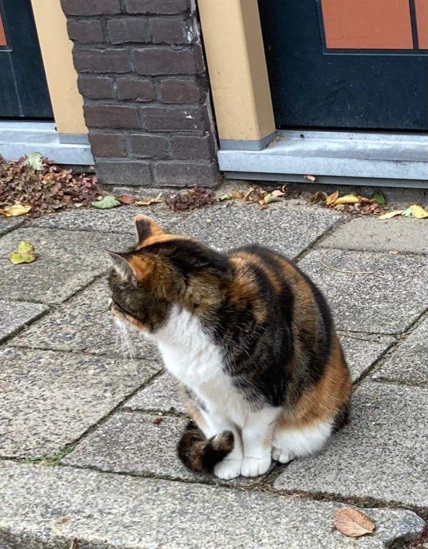 Siepie