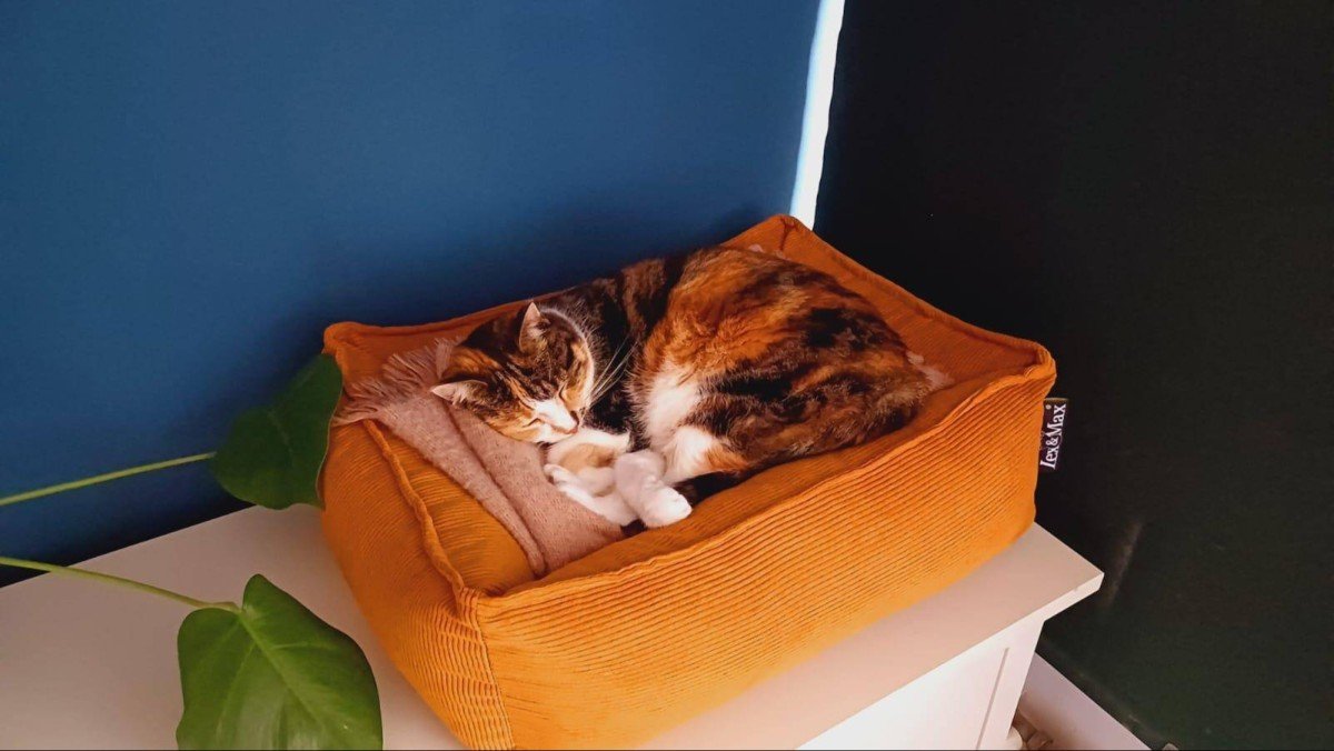 Siepie