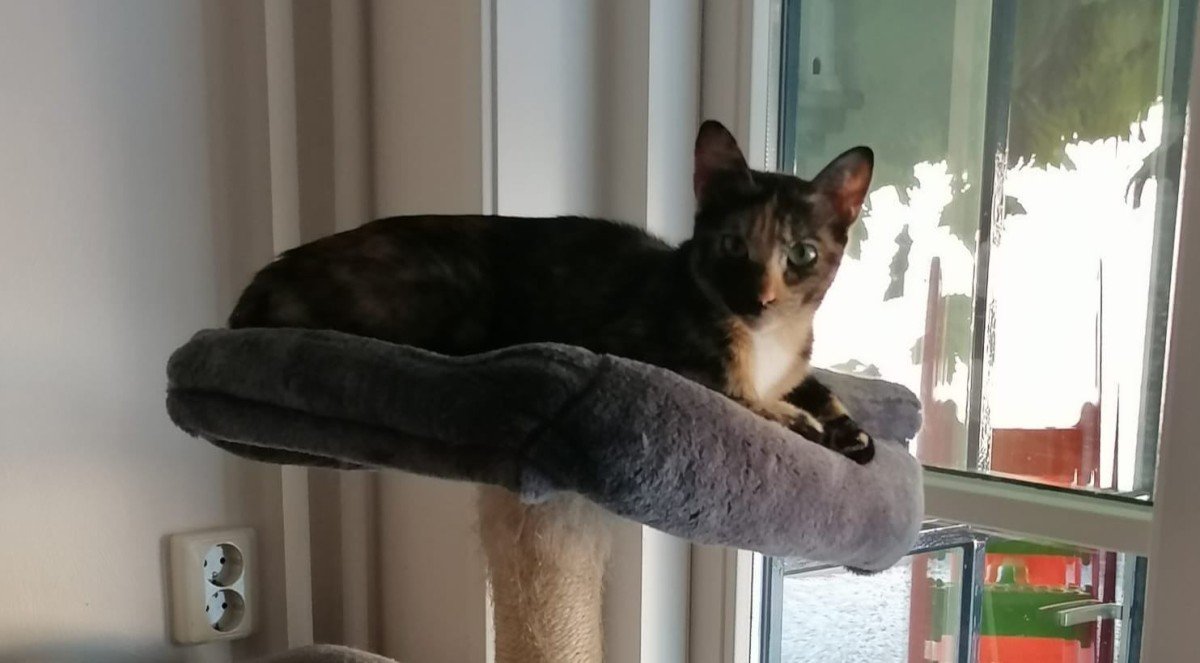 Niara