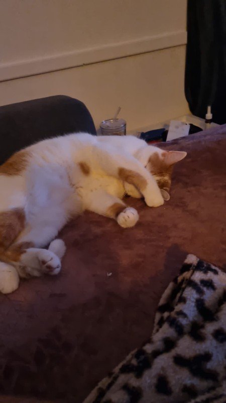 Milo