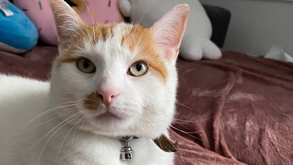 Milo