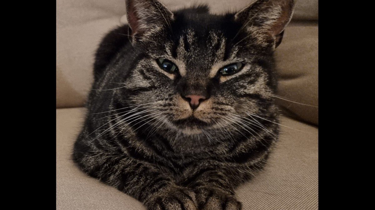Nala