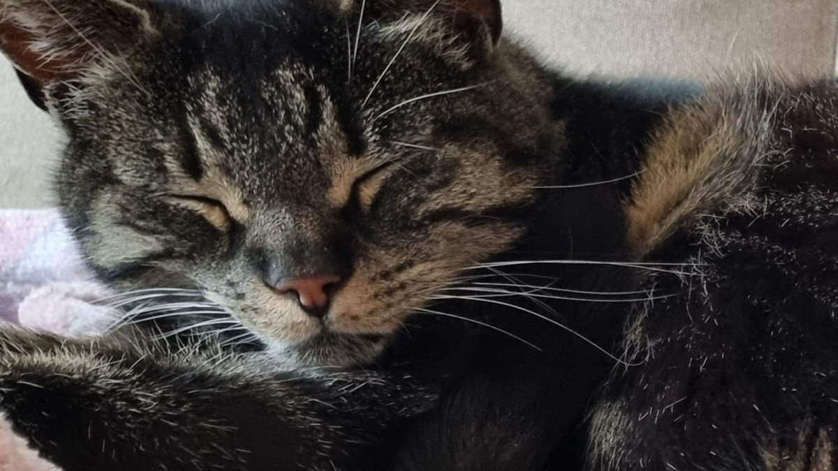 Nala