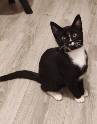 Odin