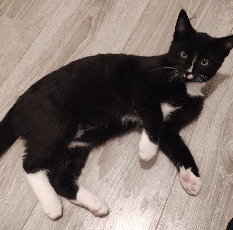 Odin