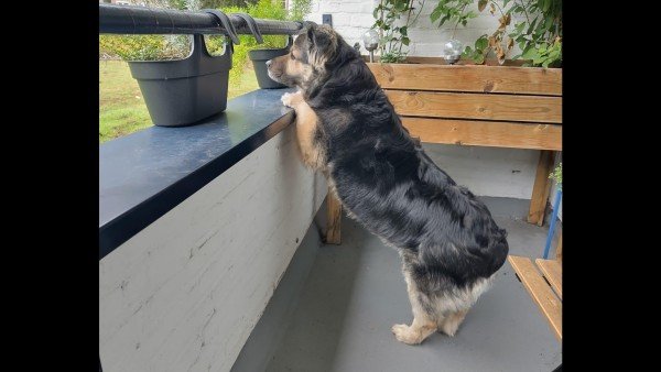 Loki