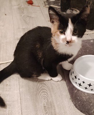 Bella