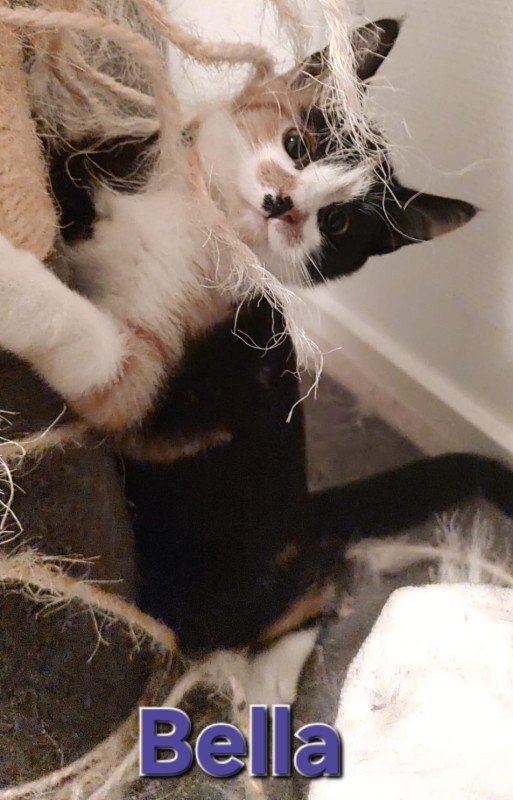 Bella