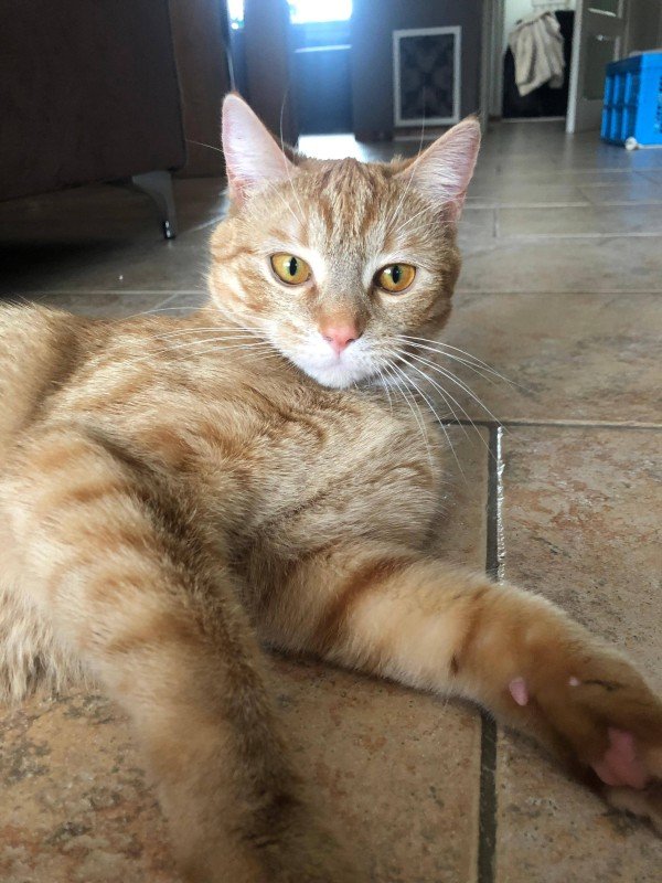 Gigi