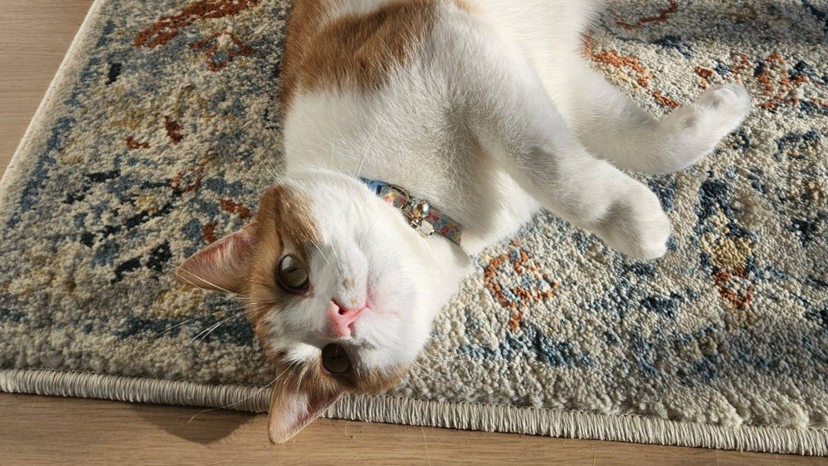 Lila