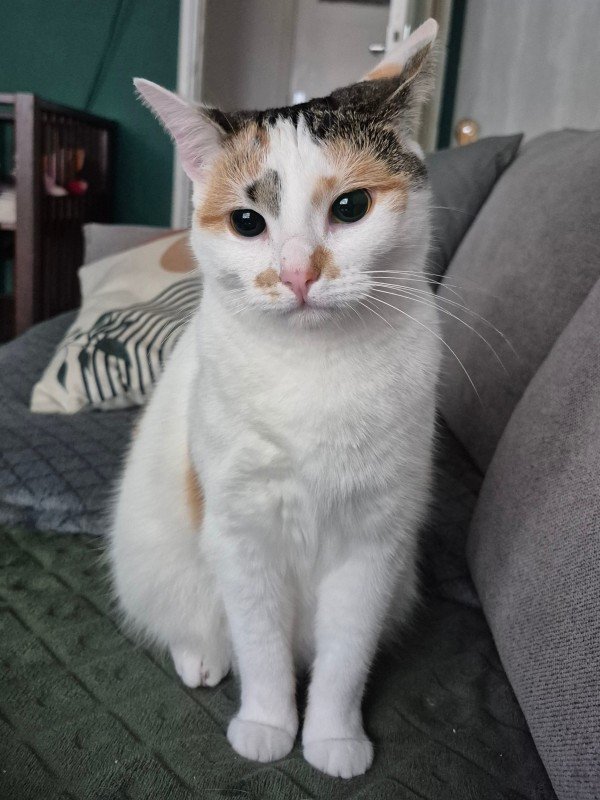 Katoo