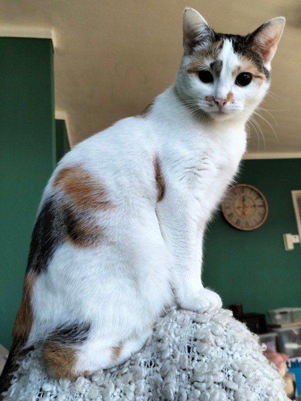 Katoo
