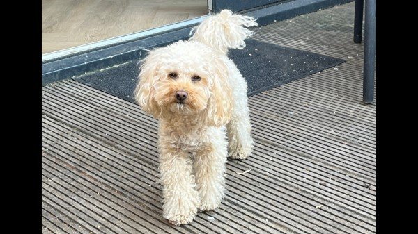 Olly