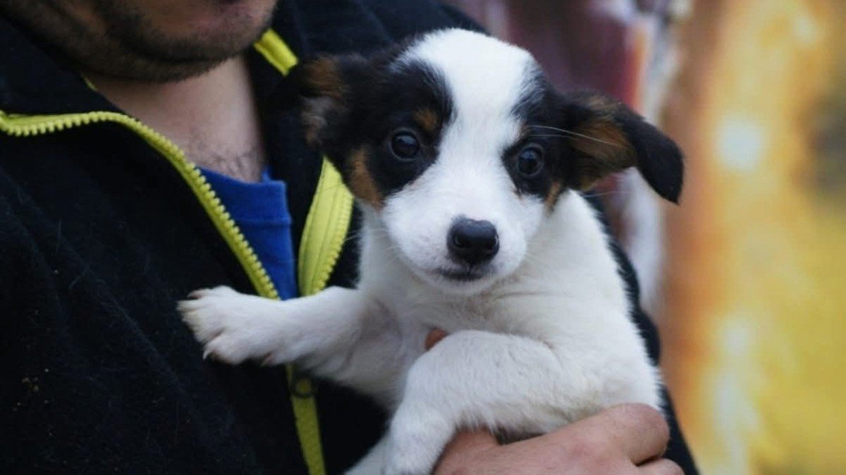 Sofie