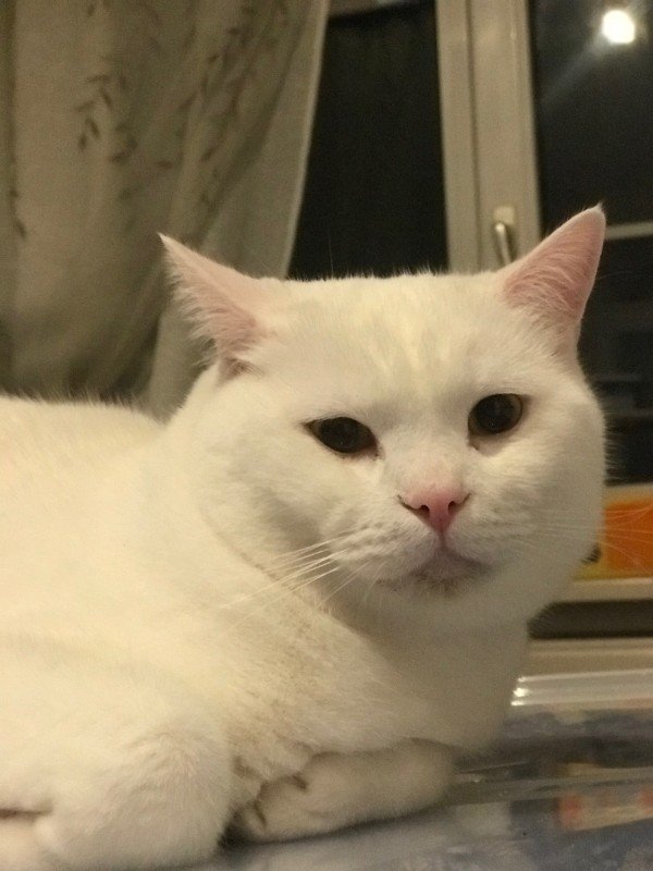 Otis