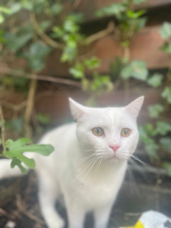 Otis